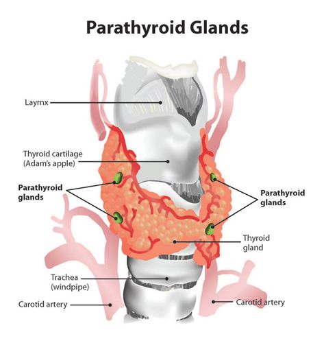 Parathyroid-ILLUST Parathyroid Gland, Parathyroid Disease, Body Type Diet, Sjogrens Syndrome, Carotid Artery, Tissue Types, Medical School Essentials, Muscle Anatomy, Human Anatomy And Physiology