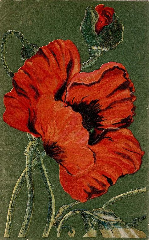 Victorian Flowers Illustration, Poppy Quilt, Floral Postcard, Flower Tapestry, Poppy Art, Victorian Flowers, Poppy Painting, Nothing But Flowers, Victorian Vintage