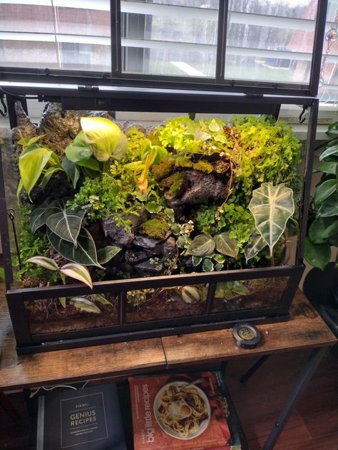 Terrarium Setup, Terrarium Wall, Cabinet Terrarium, Greenhouse Cabinet, Plant Terrarium Cabinet, Vivarium Ideas, Ikea Greenhouse, Paludarium Ideas, Tropical Vivarium