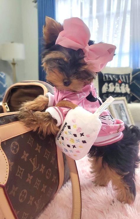 Baby Yorkie, Mini Yorkie, Spoiled Puppy, Cute Dog Tags, Cutest Babies Ever, Hello Kitty Wallpaper Hd, Cute Small Dogs, Puppy Mom, Yorkie Moms