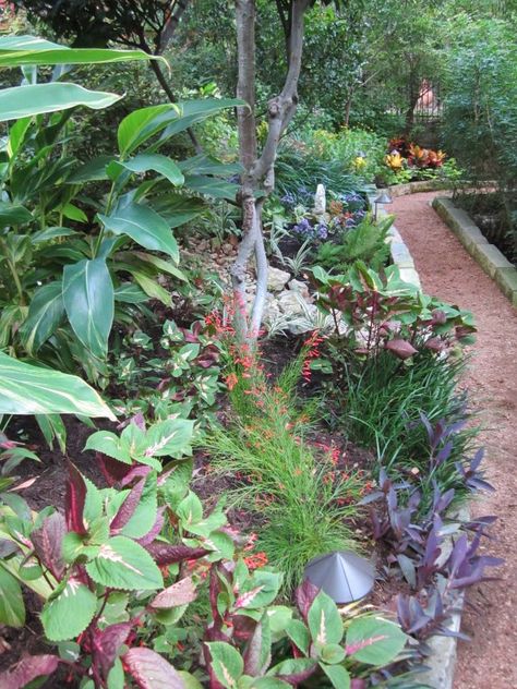 Shade Plants for Central Texas – Lisa's Landscape & Design Texas Native Plants Landscaping, Native Plant Landscape, Texas Landscaping, Shade Landscaping, Texas Plants, Texas Native Plants, Shade Garden Design, Texas Gardening, Shade Flowers