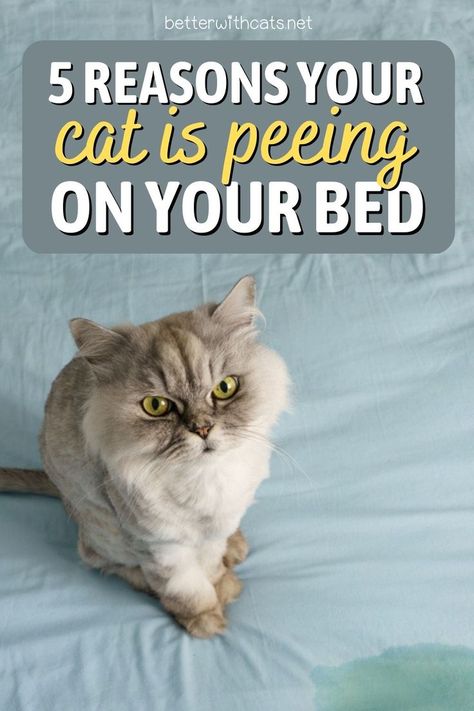 Why is my cat peeing on my bed? Don’t panic, feline owner. We’re here to provide you with 5 reasons and how to deal with it. Cat Pee, Cat Hacks, Kitten Care, Cat Owner, Cat Behavior, My Bed, Deal With It, Cat Litter Box, Cat Care