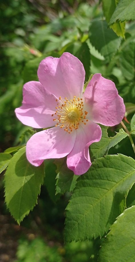 Wild Rose Photography, Nootka Rose, Carolina Rose, Raspberry Flowers, Wild Rose Tattoo, Wild Rose Flower, Waltz Of The Flowers, Flower References, Flower Reference