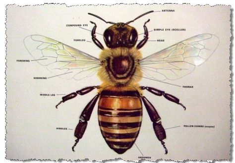 Bee poster anatomical parts Bee Diagram, Honey Bee Life Cycle, Honey Bee Photos, Insect Anatomy, Bee Life Cycle, Honey Benefits, Bee Photo, Bee Tattoo, Bee Art