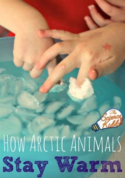 Salt Water Experiment | Ocean Science for Kids • The Science Kiddo Ice Science Preschool, Winter Animal Science Activities, January Science Preschool, Arctic Science Experiments For Kids, Ice Activity Preschool, Prek Arctic Animals, Arctic Animals Science Experiment, Artic Animals Dramatic Play, Arctic Animal Stem Activities