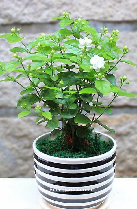 How to Grow and Care for Jasmine Plant? #gardening #gardeningtips #gardeningideas #jasmine #IndoorPlants #houseplants Grand Duke Jasmine Plant, Jasmine Potted Plant, Jasmine Houseplant, Jasmin Plant, Climbing Jasmine, Jasmine Plant Indoor, Jasmine Vine, Plants Care, Pink Jasmine