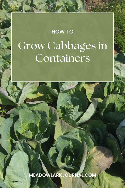 how to grow cabbages in containers easily How To Grow Cabbage In A Pot, Growing Cabbage In Containers, Cabbage In Containers, Grow Cabbage, Growing Cabbage, Planting Lettuce, Cabbage Varieties, Cabbage Plant, Indoor Grow Lights