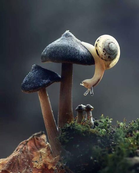 Aesthetic Mushroom Wallpaper, Aesthetic Mushroom, Mushroom Wallpaper, Mushroom Pictures, Mushroom Art, Animal Photo, Nature Animals, 귀여운 동물, Beautiful Creatures