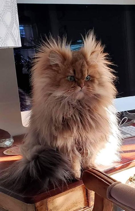 Persian Kittens, Persian Cat, Cute Animal Photos, Funny Cute Cats, Cute Animal Pictures, Cute Cats And Dogs, Silly Cats, Cute Creatures, Pretty Cats