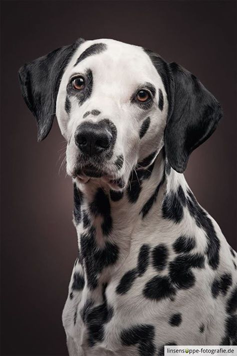 Dog Portraits by Daniel Sadlowski // Part 3 on Behance Dog Portrait Photography, Dog Portraits Art, Outdoor Portrait, Dog Poses, Dog Photoshoot, Dalmatian Dog, 강아지 그림, Dog Photograph, Dalmatian Dogs