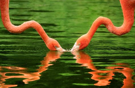 Flamingos | 21 Unbelievable Photos Of Symmetry In Nature Symmetry In Nature, Bilateral Symmetry, Keith Haring Prints, Symmetry Photography, Types Of Balance, Symmetry Activities, Symmetrical Balance, Delta Blues, Digital Imaging