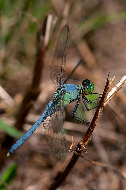 Eastern Pondhawk Male Eastern Pondhawk, Fantasy Gardens, Amazing Insects, Pretty Butterflies, Dragonfly Painting, Dragon Flies, Airbrush Art, Beetles, Dragonflies