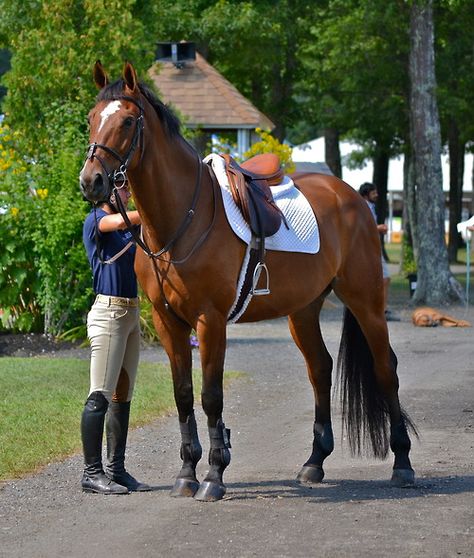 ahoofbeataway: Fieldstone ‘13 Source: ahoofbeataway.tumblr.com Equestrian Aesthetic, English Riding, Equestrian Lifestyle, Brown Horse, Horse Crazy, Western Saddle, Horse Equestrian, Equestrian Life, Cute Horses