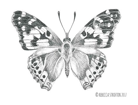 Realistic Butterfly Drawing Pencil, Painted Lady Butterfly Tattoo Black And White, Painted Lady Butterfly Drawing, Painted Lady Butterfly Tattoo, Butterfly Pencil Drawing, Drawing Butterfly, Painted Lady Butterfly, Lady Butterfly, Butterfly Sketch