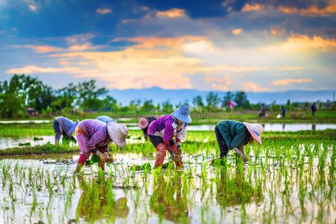 Farmers are planting rice in the farm. Farmers are planting rice in the farm at , #ad, #planting, #Farmers, #rice, #Thailand, #farm #ad Agriculture Pictures, Agriculture Photography, Rice Paddy, Rice Field, Weather Patterns, Stock Photography Free, The Farm, Go Green, Ecology