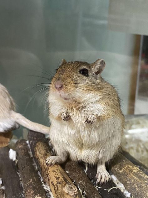 Gerbil Cages, Gerbil, Super Cute Animals, Silly Animals, Small Animals, Cute Animal Pictures, Hamsters, Rodents, Small Pets