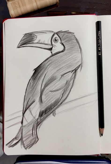 A quick sketch for a toucan that I'm proud of and also It's been a while since last time I have drwan Tropical Animals Drawing, Tucan Drawings, Toucan Sketch, Toucan Drawing, Toucan Art, Animal Drawings Sketches, Animal Sketches, Quick Sketch, Bird Drawings