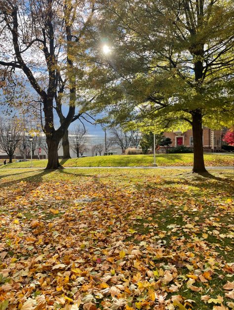 Golden leaves cover green grass. Sun shines through tree line over college campus. Muhlenberg College, Home Screen Lock Screen, Fall Scenery, Lock Screen Backgrounds, Screen Lock, Broken Home, Future Dreams, Fall Break, Screen Background