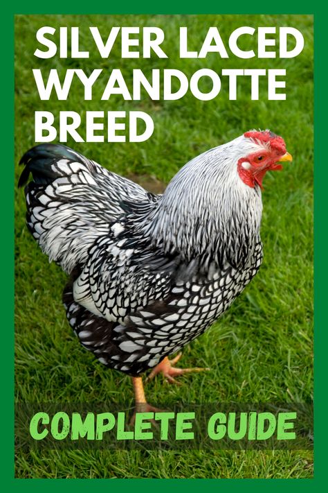 Silver Laced Wyandotte Chickens Eggs, Silver Laced Wyandotte Eggs, Golden Laced Wyandotte Chicks, Silver Laced Wyandotte Hen, Wyandotte Chicken Colors, Wyandotte Chicken Eggs, Silver Laced Wyandotte Chickens, Chicken Mansion, Wyandotte Rooster