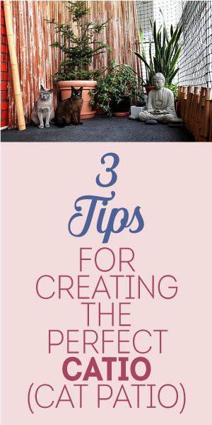 3 Tips For Creating The Perfect Catio! (Cat Patio!) Catio Accessories Diy, Cat Patio Apartment, Apartment Patio Catio, Apartment Patio Cat Enclosure, Plants For A Catio, Cat Patio, Cat Run, Pet Enclosure, Cat Window