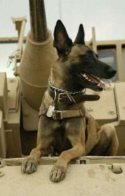 #wattpad #random son to Kyle raeken Belgium Malinois, Belgian Sheepdog, Belgian Malinois Dog, Military Working Dogs, Military Dog, Malinois Dog, Ipad Snap, Working Dog, Belgian Shepherd