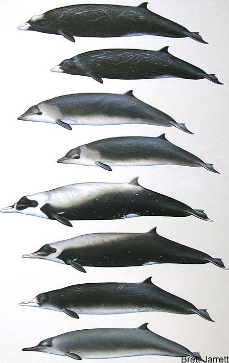 Odd Animals, Beaked Whale, Puzzle Ideas, Zoo Art, Save The Whales, Amazing Animal Pictures, Deep Diving, Sea Dweller, Big Group