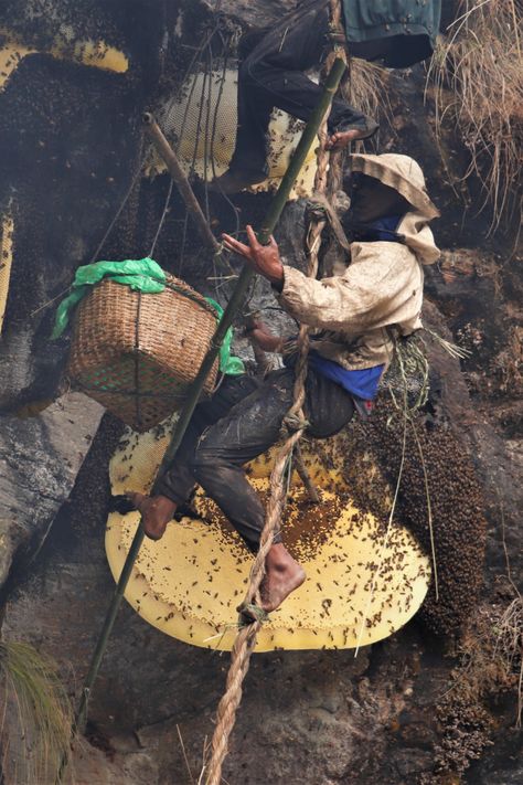 Incredible art of honey hunting! 🐝 Mad Honey, Harvesting Honey, Incredible Art, Wild Honey, Wonders Of Nature, Sweet Gifts, In The Wild, Aesthetic Photography, Natural Wonders