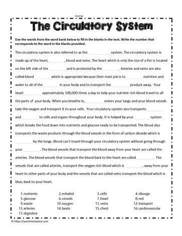 Circulatory System Cloze Activity Circulatory System Activities, Human Body Printables, Cloze Activity, Division Facts, Division Worksheets, Word Bank, Circulatory System, Free Print, A Sentence