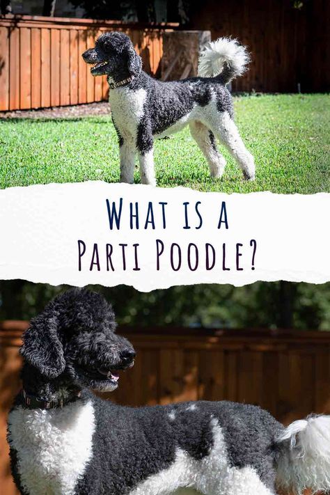 Poodle Coat Colors, Parti Poodle Haircut Styles, Parti Standard Poodles, Standard Poodle Parti, Standard Poodle Colors, Parti Poodle Standard, Standard Poodle Haircut Styles Short, Poodle Summer Cut, Standard Poodle Haircut Styles