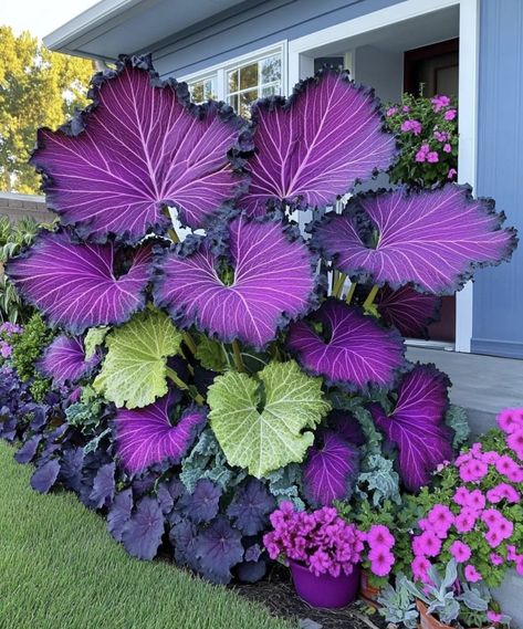 Elephant Ears Garden, Colocasia Plant, Elephant Ear Plant, Dream Yard, White Leaves, Elephant Ears, White Leaf, Garden Flower, Purple And White