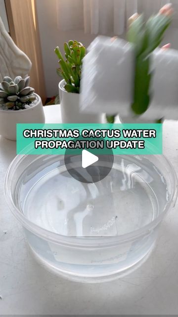 Succulents Box on Instagram: "Updating my Christmas Cactus propagation in water 💦 Look how it rooted after a couple weeks 👀 
#succulentsbox #succulent #cacti #cactus #plants #houseplant #plantlover #succulentcare #succulenttip #planttip #plantonly #succulentslover #succulentsonly #succulentslove #ilovesucculents #planties #lovesucculents #cactusandsucculents #succulentsmakemehappy #greenlifestyle #plantsofinstagram #plantsofinsta #plantlovers #succulentlove #succulentsofinstagram #succulentsonly #succulentsofinsta #waterpropagation #propagation #christmascactus" How To Propagate Christmas Cactus In Water, Cactus Propagation, Christmas Cactus Propagation, Christmas Cactus Plant, Cactus Water, Succulent Care, Christmas Cactus, Cactus Plant, December 23