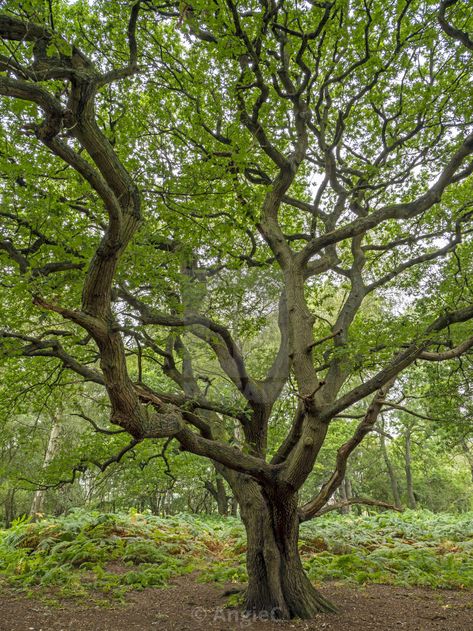 Branch Photography, Tree Branch Tattoo, Twisted Branches, River Tattoo, Oak Branch, Branch Tattoo, Old Oak Tree, Cool Pencil Drawings, Tree Photography