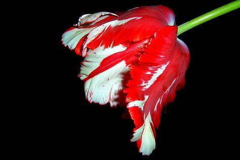 ~~ ruffled tulip ~~ Ruffled Tulip, Beautiful Pictures Of Flowers, Parrot Tulip, Background Flowers, Pictures Of Flowers, Parrot Tulips, Dark Nature, Dark Nature Aesthetic, Beauty Of Flowers