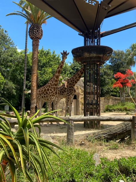 #giraffe #animals #aesthetic #zoo #1 Zoooligst Aesthetic, Zoo Asthetic Picture, Zooaligest Aesthetic, Zoo Aesthetic, Sketch Animals, 2025 Aesthetic, Zoo Photos, City Zoo, Animals Aesthetic