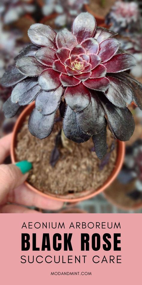 Hand holding up a pot with a black rose succulent growing in it. Text on image: Aeonium arboreum Black rose succulent care. Mod and mint dot com. Black Rose Succulent, Mint Plant Care, Miniature Palm Trees, Black Succulents, Succulent Fertilizer, Rose Succulent, Dark Leaves, How To Water Succulents, Desert Rose Plant