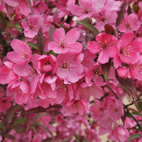 SHOW TIME™ Flowering Crabapple - Proven Winners ColorChoice Flowering Shrubs Deer Proof Plants, Flowering Crabapple, Deer Proof, Shade Shrubs, Spring Snow, Growing Hydrangeas, Street Trees, Show Time, Planting Shrubs