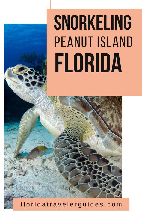 Unlock the underwater paradise of Peanut Island, Florida! Experience vibrant marine life and crystal-clear waters on a snorkeling adventure. Uncover a world of tropical fish, colorful corals, and maybe even a sea turtle! Perfect for family trips or solo adventures. Click to explore more about Peanut Island's snorkeling spots. Peanut Island / Florida / Snorkeling / Things to Do in Florida / Florida Snorkeling Peanut Island Florida, Florida Snorkeling, Peanut Island, Resorts In Florida, Merritt Island Florida, Things To Do In Florida, Fish Colorful, Artificial Reef, Merritt Island