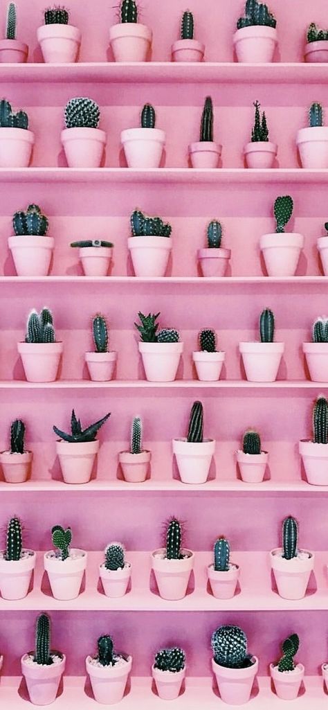 Cacti Backgrounds, Pretty Wallpapers Tumblr, Halloween Yard Decorations, Pink Interior, Pretty Wallpapers Backgrounds, Everything Pink, 로고 디자인, Pastel Aesthetic, Screen Savers