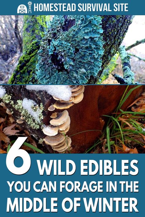 Foraging for wild edibles is hard enough already, but in winter it's a real challenge. Fortunately, some plants will surprise you. Winter Foraging, Mushrooms Edible, Edible Wild Mushrooms, Wild Foraging, Survival Foods, Wild Food Foraging, Food Foraging, Survival Prep, Foraging Recipes