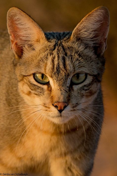 Portrait of an African Wildcat | African wildcat Felis silve… | Flickr African Wildcat, African Wild Cat, Domestic Cat, Rodents, Art References, Ancient Egyptian, Long Legs, Wild Cats, Reptiles