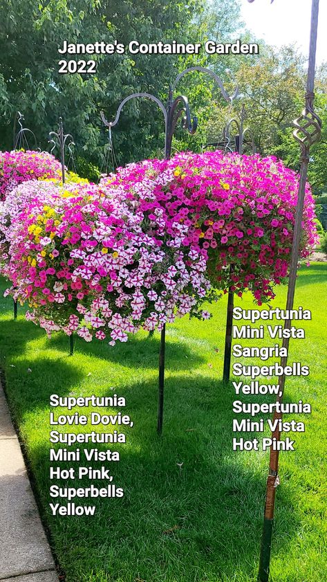 Supertunia Vista Bubblegum, Yellow Lantana, Potted Plants Patio, Curb Appeal Landscape, Outdoor Herb Garden, Spring Bulletin, Sun 7, Flowers Gardening, Front Yard Garden Design