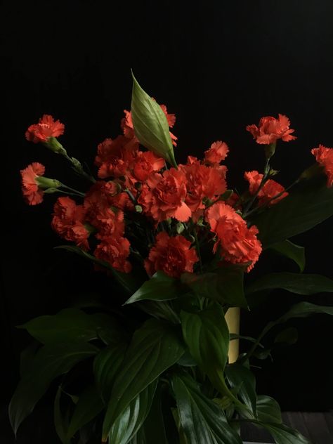 Photoshop Aesthetic, Artwork Portfolio, Red Carnation, Dark Cottagecore, Carnation Flower, Plant Aesthetic, Aesthetic Dark, Red Aesthetic, Artist Artwork