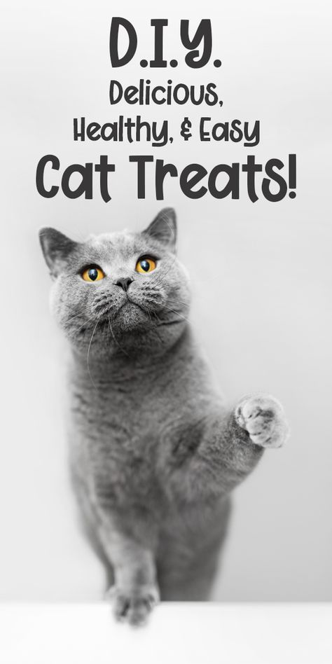 How To Make Your Own Cat Treats - The Catington Post Diy Cat Treats Recipes, Diy Cat Treats, Pet Recipes, Homemade Pet Treats, Homemade Cat Food, Treats Recipes, Homemade Cat, Cat Treat Recipes, Two Cats