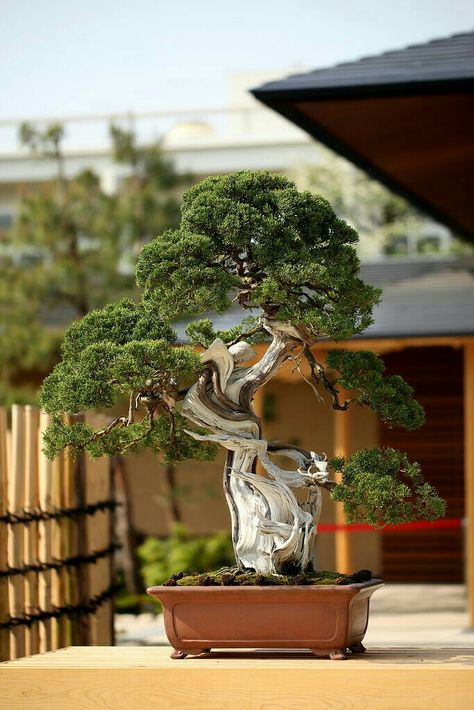 Bonsai Tree Photography, Bonsai Photography, Evergreen Bonsai, Tree In A Pot, Bonsai Inspiration, Japanese Bonsai, Bonsai Art, Miniature Trees, Miniature Plants