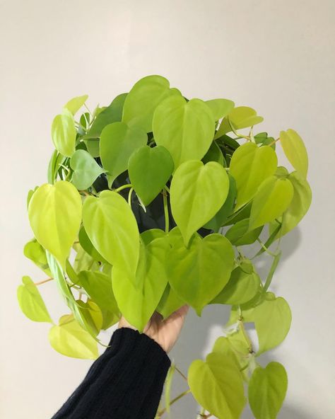 philodendron cordatum "Lemon Lime" Neon Philodendron, Philodendron Cordatum, House Jungle, Planting Plants, Heart Leaf Philodendron, Plant Wishlist, Pattern Leaf, Philodendron Plant, Plants Are Friends