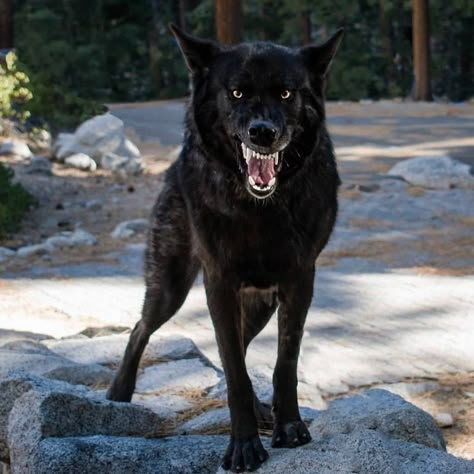 Police Canine, Wolf Hybrid, Wolf Character, Wolf Stuff, Wolf Photography, Wolf Photos, She Wolf, Wolf Love, Clothes Jewelry