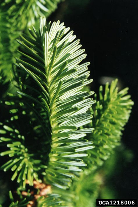 fraser fir Fraser Fir, Tree Images, Cool Christmas Trees, Fir Tree, Endangered Species, In The Wild, The Tree, Healthy Body, Christmas Trees