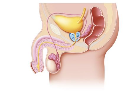 Inside Human Body, Male Reproductive System, Basic Anatomy And Physiology, Human Pictures, Captain America Wallpaper, Medical Videos, Body Anatomy, Reproductive System, Medical Illustration