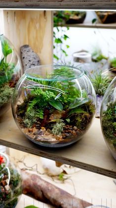 Fishbowl Terrarium, Melbourne Markets, Diy Terrarium Kit, Green Bar, South Melbourne, Terrariums Kits, Terrarium Diy, Live Animals, Hanging Garden