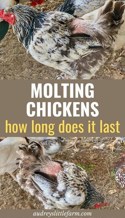 If your chickens are molting this article will cover how long molt will last for, what you should feed during molt, and all the ways you can help your chickens during molt. What To Feed Chickens, Molting Chickens, Raising Farm Animals, Backyard Chicken Farming, Chicken Health, Raising Backyard Chickens, Egg Production, Chicken Garden, Keeping Chickens